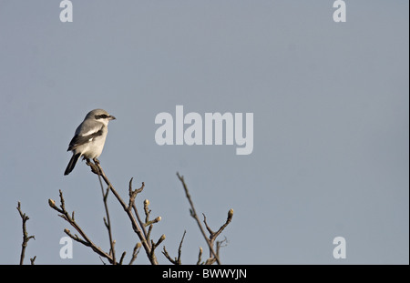 La migratrice (Lanius excubitor) adulte, perché en haut des arbres, Norfolk, Angleterre, hiver Banque D'Images