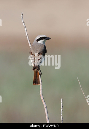 Migratrice (Lanius isabellinus Turkestan phoenicuroides) Karelini 'type', mâle adulte, perché sur des rameaux, Aqmola Kazakhstan, Province, Banque D'Images