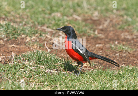 Crimson-breasted Gonolek (Laniarius atrococcineus) adulte, debout sur le sol, la Namibie Banque D'Images