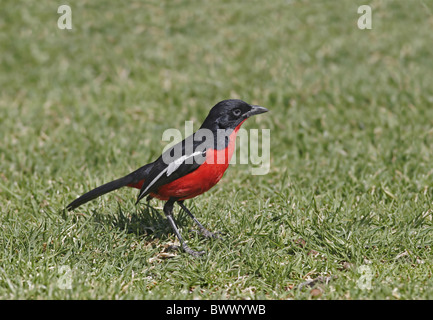 Crimson-breasted Gonolek (Laniarius atrococcineus) des profils, de recherche de nourriture sur les herbages, dans l'ouest de la Namibie, août Banque D'Images