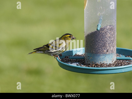 Tarin des pins (Carduelis spinus eurasienne) mâle adulte, il se nourrit de graines de nyger convoyeur en jardin, Staffordshire, Angleterre, Mars Banque D'Images