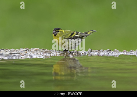 Tarin des pins (Carduelis spinus eurasienne) mâle adulte, se baigner dans l'étang de jardin, l'Écosse, l'hiver Banque D'Images
