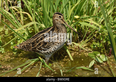 La bécassine double (Gallinago media) adulte, debout dans l'eau peu profonde, pendant la migration, Lesbos, Grèce, avril Banque D'Images