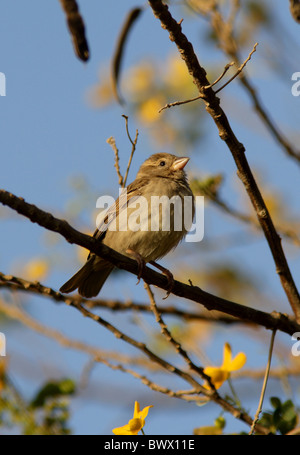 Moineau domestique (Passer domesticus) femelle adulte, perché dans l'arbre, Charm-El-Cheikh, péninsule du Sinaï, Égypte, février Banque D'Images