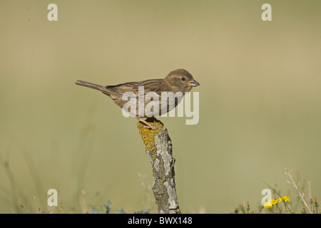 Moineau domestique (Passer domesticus) femelle adulte, perché sur stick, Espagne Banque D'Images