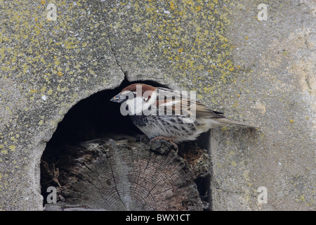 Moineau espagnol (Passer hispaniolensis) mâle adulte, perché à l'entrée du nid dans l'ancien bâtiment, Sardaigne, Italie Banque D'Images