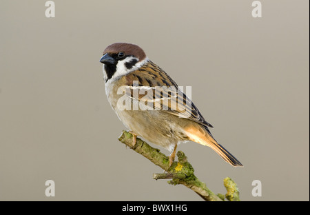Canard souchet (passer montanus) adulte, perché sur des rameaux, Lincolnshire, Angleterre Banque D'Images