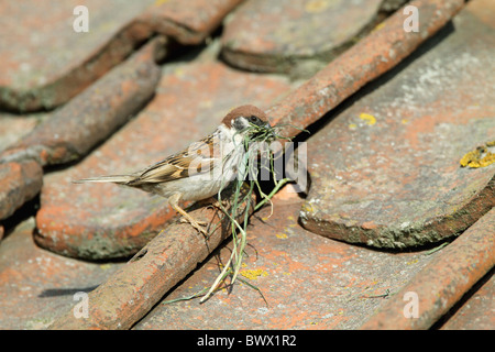 Canard souchet (passer montanus) adulte, avec le matériel du nid, nichent dans des tuiles de visitor centre, falaises de Bempton, Yorkshire, Angleterre, juin Banque D'Images