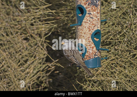 Bruant à couronne blanche (Zonotrichia leucophrys), adultes se nourrissent de la semence à convoyeur, Bosque del Apache, Nouveau Mexique, U.S.A. Banque D'Images