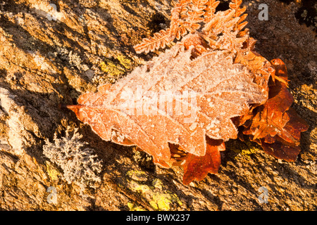 Des cristaux de glace d'une nuit de gel sur une feuille de chêne, Lake District, UK. Banque D'Images