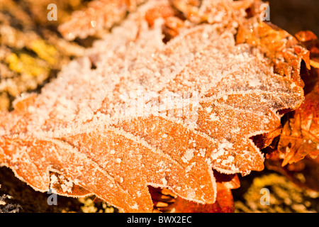 Des cristaux de glace d'une nuit de gel sur une feuille de chêne, Lake District, UK. Banque D'Images