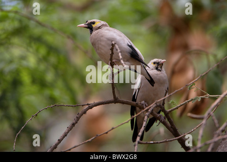 Réorganisation de Starling (Creatophora cinerea) Deux hommes adultes, entrée en plumage nuptial, perché dans l'arbre, l'Éthiopie, avril Banque D'Images