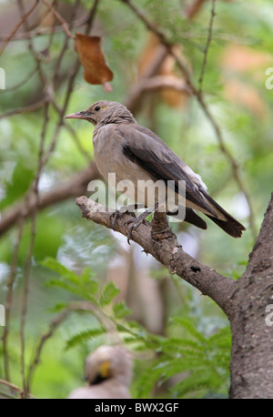 Réorganisation de Starling (Creatophora cinerea) femelle adulte, perché sur une branche, l'Éthiopie, avril Banque D'Images