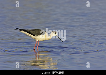 Black-winged Stilt (Himantopus himantopus) femelle adulte, de nourriture, de patauger dans le lagon, Algarve, Portugal, printemps Banque D'Images