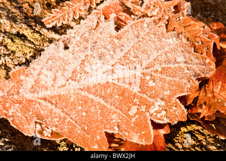 Des cristaux de glace d'une nuit de gel sur une feuille de chêne, Lake District, UK. Banque D'Images