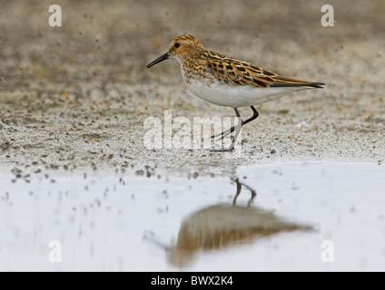 Peu de passage (Calidris minuta), adultes, plumage d'été se nourrissent d'insectes, dans le Nord de la Norvège Banque D'Images