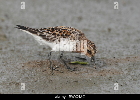 Red-necked relais (Calidris ruficollis) adulte en plumage nuptial, nourriture, sur les vasières, Mai Po, Hong Kong, Chine, mai Banque D'Images