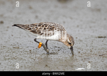 Red-necked relais (Calidris ruficollis), pré-adultes, en plumage nuptial avec drapeau de la jambe, de recherche de nourriture dans les vasières, Mai Po, Hong Kong, Chine, mai Banque D'Images