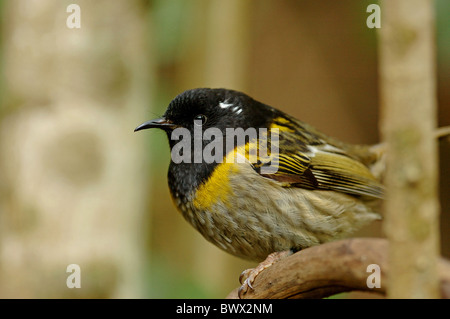 (Notiomystis cincta Stitchbird) mâle adulte, Tiritiri Matangi Island, île du Nord, Nouvelle-Zélande Banque D'Images