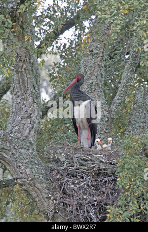 La cigogne noire (Ciconia nigra) adulte, avec les poussins dans le nid, la nidification dans le chêne-liège (Quercus suber), l'Estrémadure, Espagne, mai Banque D'Images