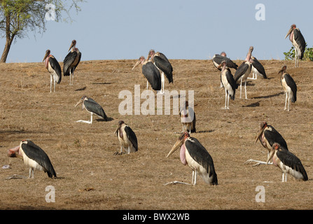 Marabou Stork (crumeniferus Flamant rose (Phoenicopterus ruber) troupeau, reposant sur colline, lac Awassa, la Grande Vallée du Rift, en Éthiopie, avril Banque D'Images