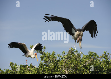 Marabou Stork (crumeniferus Flamant rose (Phoenicopterus ruber) et jaune-billed Stork (Mycteria ibis) adultes, à nestsite, Godikwe, Okavango Delta, Banque D'Images