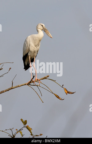 Open d'asie-billed Stork (Anastomus oscitante) adulte, perché dans l'arbre, Chitwan N.P., Népal, janvier Banque D'Images