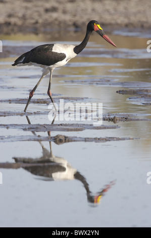 Saddle-billed Stork (Ephippiorhynchus senegalensis) femelle adulte, de patauger dans un lac peu profond, N.P., Kruger Mpumalanga, Afrique du Sud Banque D'Images