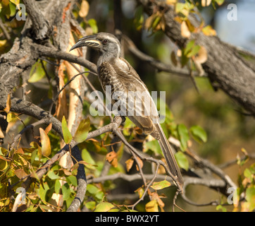 Tockus nasutus calao gris d'Afrique du Parc National Kruger en Afrique du Sud Banque D'Images