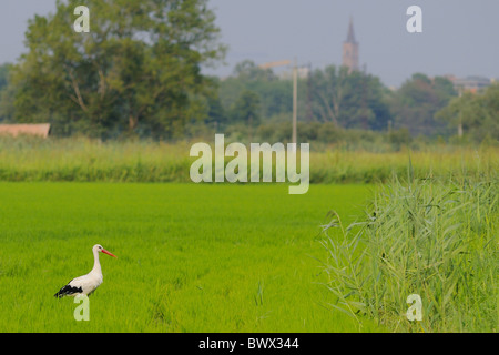 Cigogne Blanche (Ciconia ciconia) adulte, debout dans les rizières, de l'habitat en ville avec la distance, Italie Banque D'Images