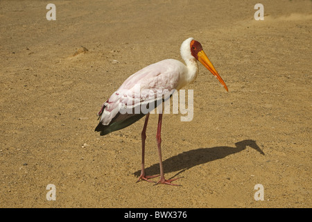 Yellow-billed Stork (Mycteria ibis) adulte, vagabond, debout sur le sable, Fuerteventura, Îles Canaries Banque D'Images