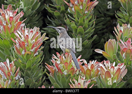 Cape Sugarbird (Promerops cafer) femelle adulte, se nourrissant de nectar de fleur de protea, Cap de Bonne-Espérance, Afrique du Sud, septembre Banque D'Images