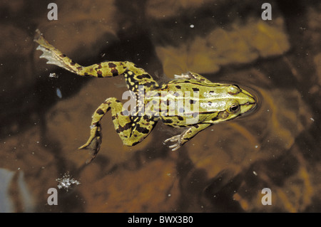 Grenouille feuillage vert noir tacheté mouchetée de saut de grenouille dos ci-dessus Banque D'Images