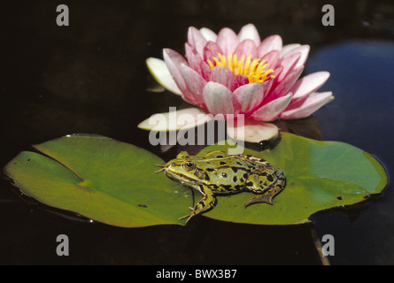 Feuillage vert grenouille mouchetée noire mottledly fiche NÉNUPHAR nénuphar rose assis frog Banque D'Images