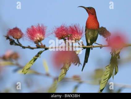 Crimson (Sunbird Aethopyga siparaja) mâle adulte, perché dans les arbres à fleurs, de l'Uttaranchal, Inde, janvier Banque D'Images