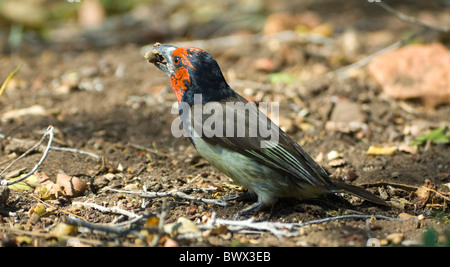 Black-Collared Barbet Lybius torquatus Parc National Kruger en Afrique du Sud Banque D'Images