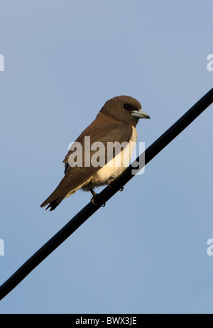 Langrayen à ventre blanc (Artamus leucorynchus) adulte, perché sur Powerline, Sabah, Bornéo, Malaisie, janvier Banque D'Images