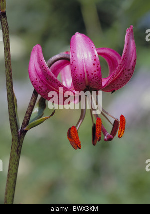 Turk's lily lily alliance fleur Alpine Lilium martagon épanouir fleur fleur rose close-up Banque D'Images