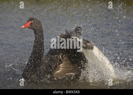 Cygne noir (Cygnus atratus) adulte, baignade, projections d'eau, Norfolk, Angleterre Banque D'Images