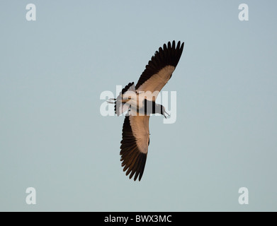 Blacksmith Plover (Vanellus armatus), Kruger National Park, Afrique du Sud Banque D'Images