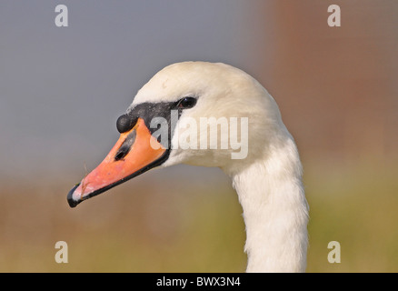 Mute Swan (Cygnus olor) adulte, close-up de tête, Widewater Lagoon, Lancing, West Sussex, Angleterre, septembre Banque D'Images