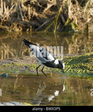 Blacksmith Plover Vanellus armatus Parc National Kruger en Afrique du Sud Banque D'Images