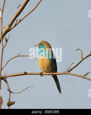 Blue Waxbill Uraeginthus angolensis Parc National Kruger en Afrique du Sud Banque D'Images