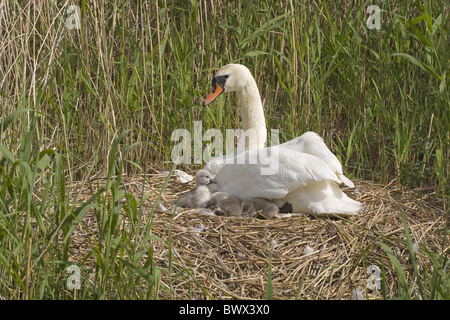 Mute Swan (Cygnus olor) femelle adulte, avec cygnets au nid, Norfolk, Angleterre Banque D'Images