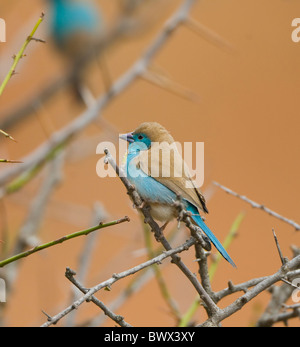 Blue Waxbill Uraeginthus angolensis Parc National Kruger en Afrique du Sud Banque D'Images