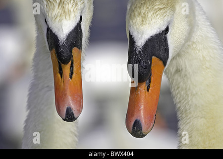 Mute Swan (Cygnus olor) paire adultes, close-up de tête, Abbotsbury, Dorset, Angleterre, printemps Banque D'Images