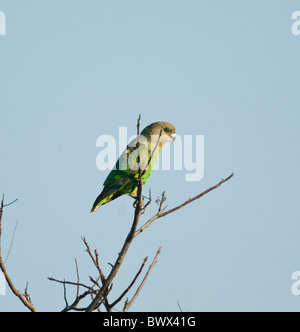 Brown-Headed (Poicephalus cryptoxanthus) Parrot, Kruger National Park, Afrique du Sud Banque D'Images
