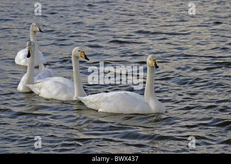 Cygne chanteur Cygnus cygnus Banque D'Images