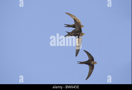 (Apus apus Common Swift) trois adultes, en vol, Espagne Banque D'Images