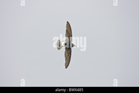 (Apus affinis Little Swift), adultes en vol, au Sénégal Banque D'Images